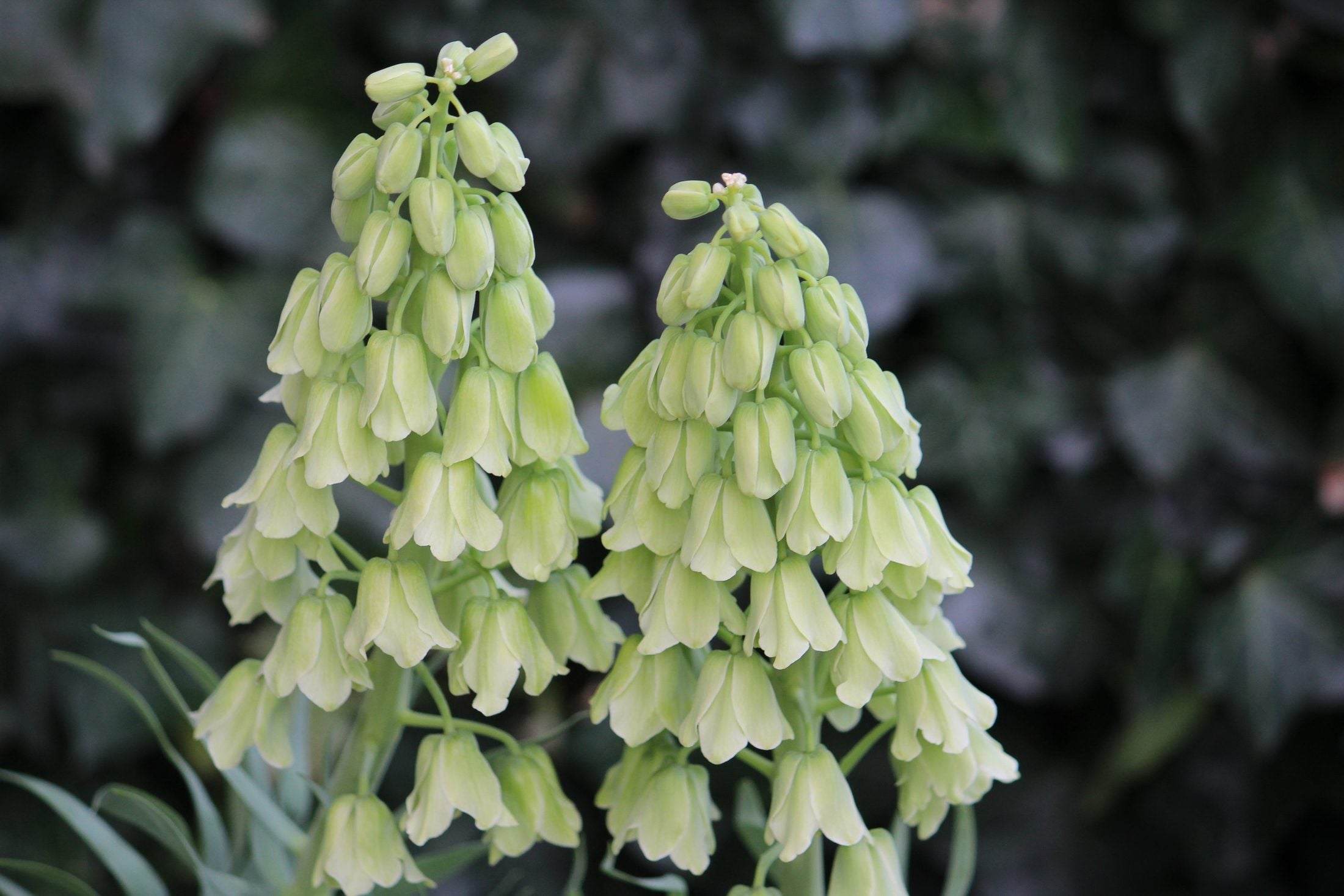 Kievitsbloem (Fritillaria persica) 'Ivory Bells'
