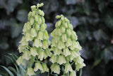 Kievitsbloem (Fritillaria persica) 'Ivory Bells'
