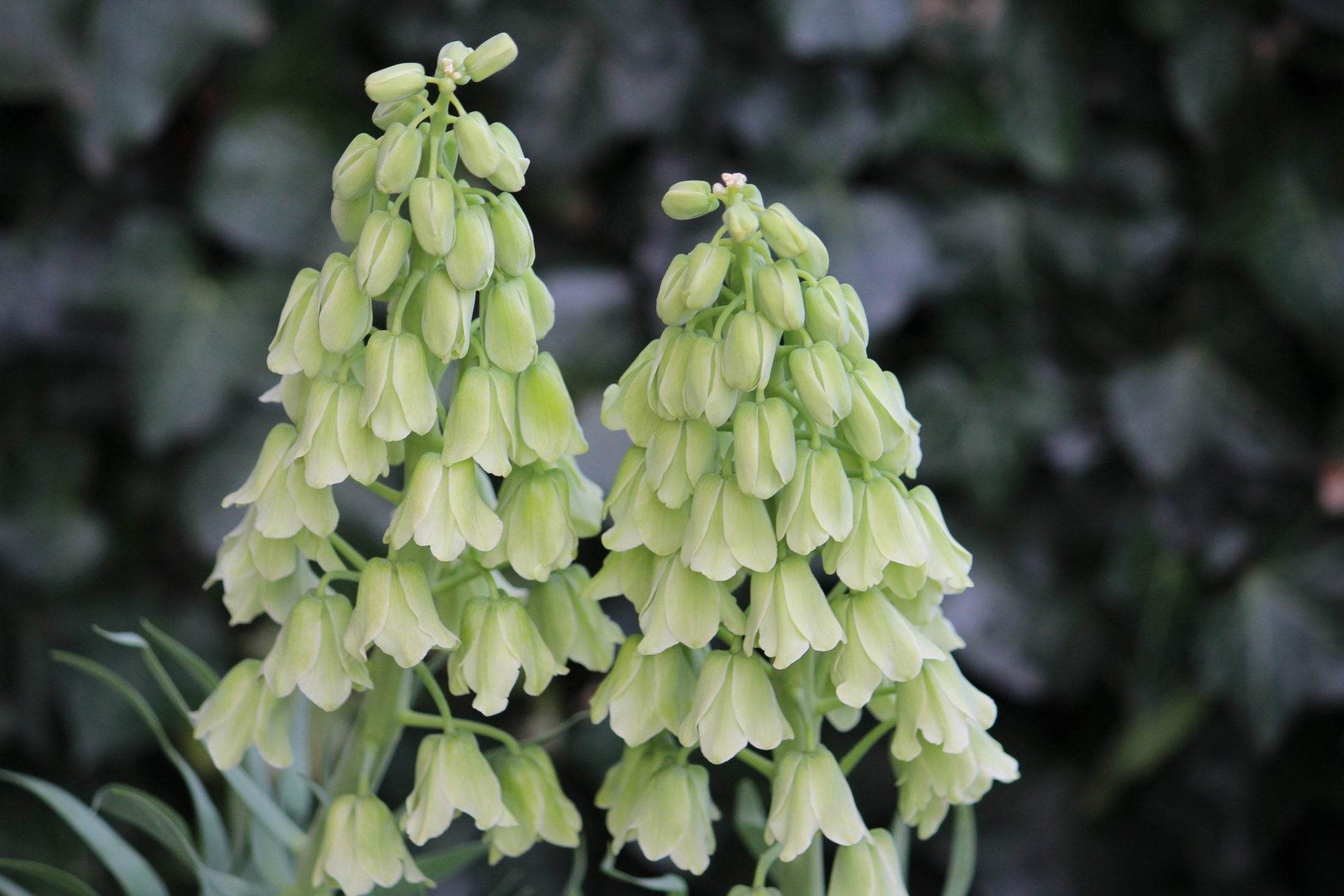 Kievitsbloem (Fritillaria persica) 'Ivory Bells'