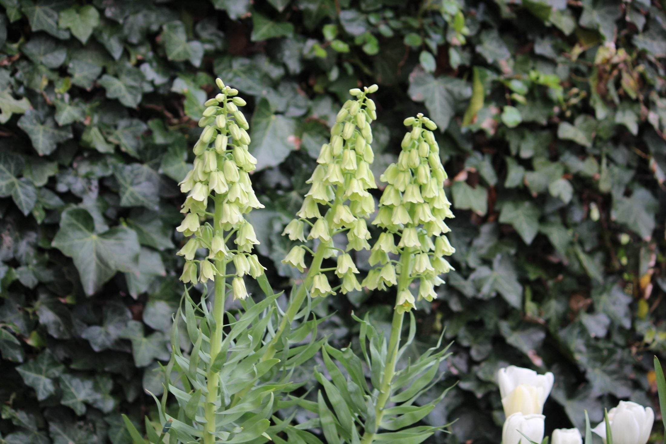 Kievitsbloem (Fritillaria persica) 'Ivory Bells'