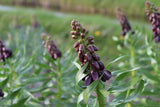 Kievitsbloem (Fritillaria persica) 'Purple Dynamite'