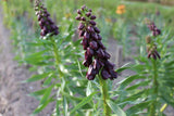 Kievitsbloem (Fritillaria persica) 'Purple Dynamite'