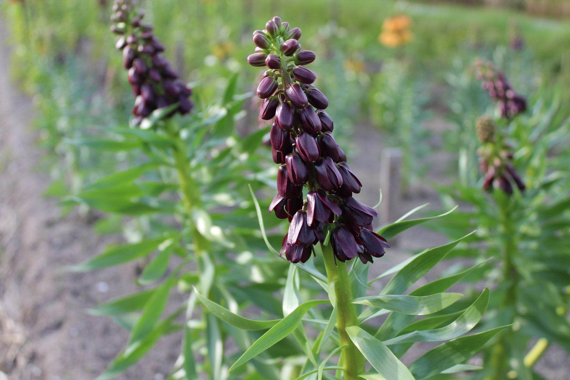 Kievitsbloem (Fritillaria persica) 'Purple Dynamite'