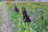 Kievitsbloem (Fritillaria persica) 'Purple Dynamite'
