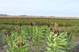 Kievitsbloem (Fritillaria persica) 'Purple Dynamite'