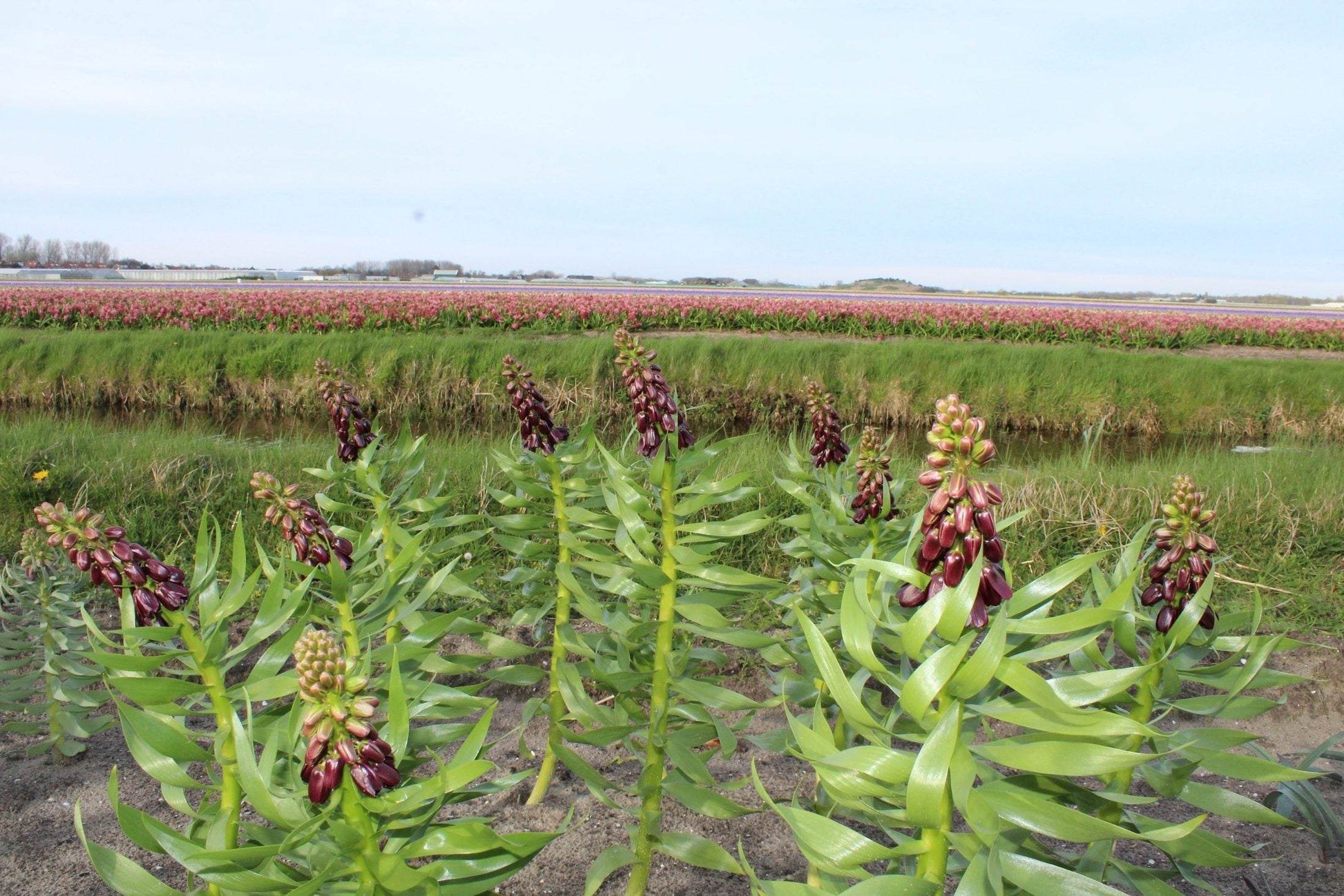 Kievitsbloem (Fritillaria persica) 'Purple Dynamite'