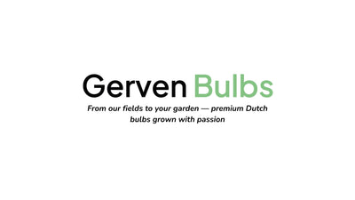 Gerven Bulbs