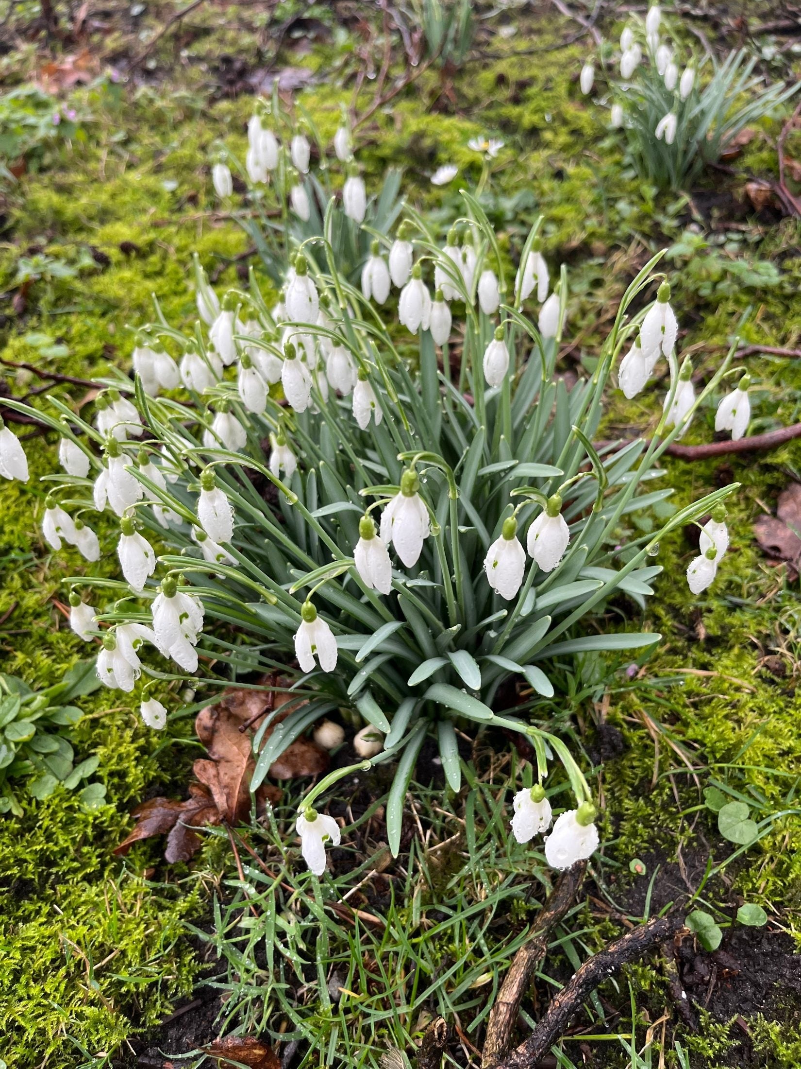 Galanthus 'Nivalis'