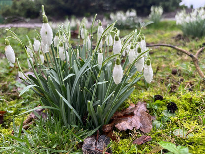 Galanthus 'Nivalis'