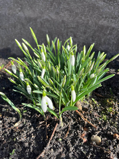 Galanthus 'elwesii'
