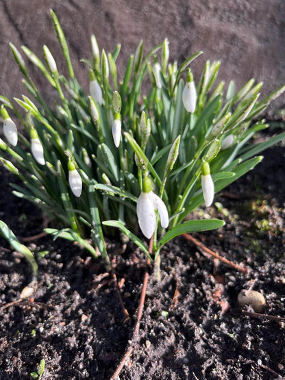Galanthus 'elwesii'