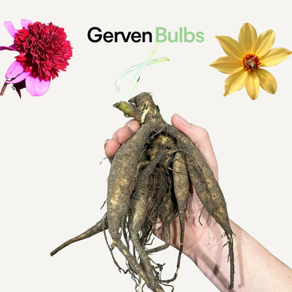 Dahlia 'Poodle Skirt'