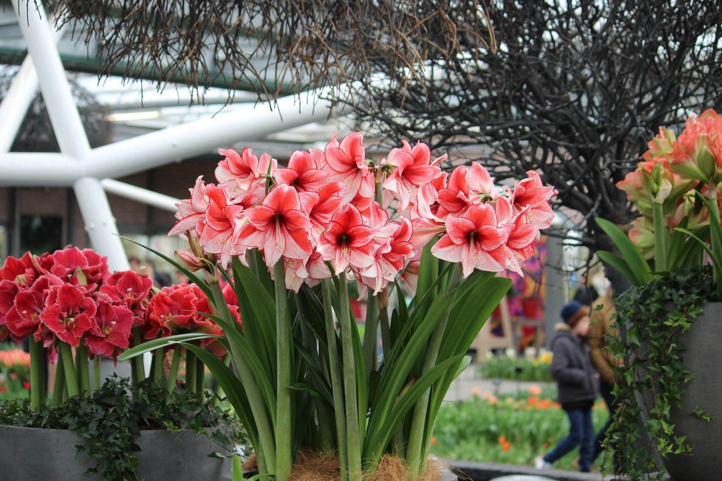 Amaryllis 'Charisma'