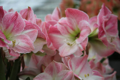 Amaryllis 'Cherry Bloss'