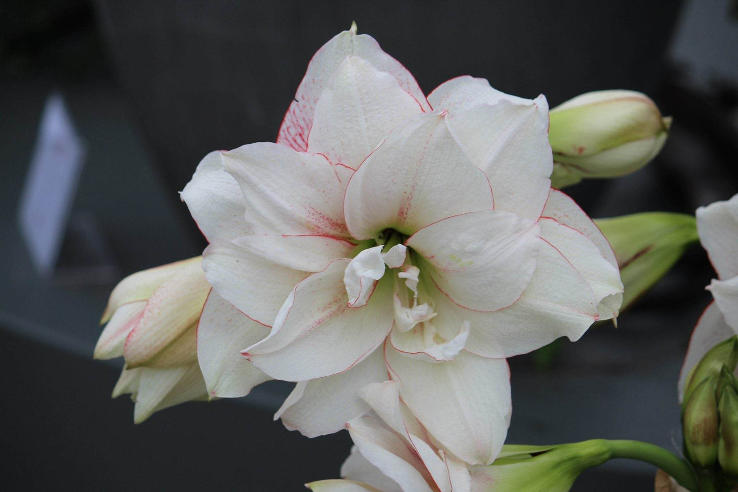 Amaryllis 'Elvas'