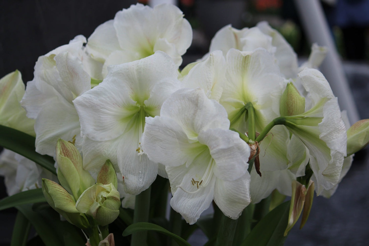 Amaryllis 'Moscow'