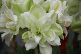 Amaryllis 'Picasso'