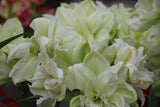 Amaryllis 'Picasso'