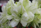 Amaryllis 'Picasso'