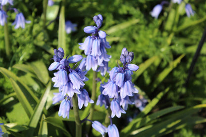 Hyacinthoides hispanica -blauw-