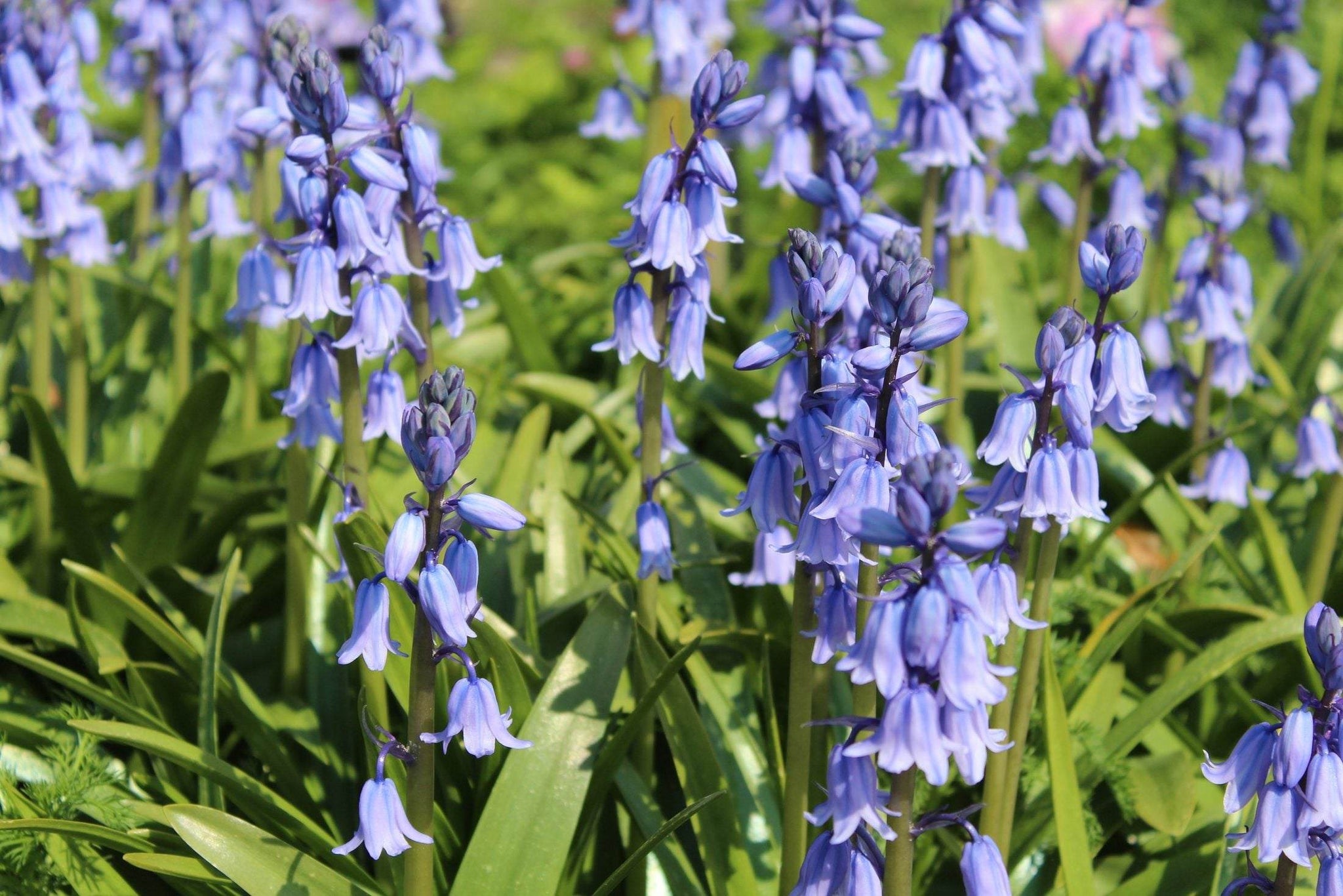 Hyacinthoides hispanica -blauw-