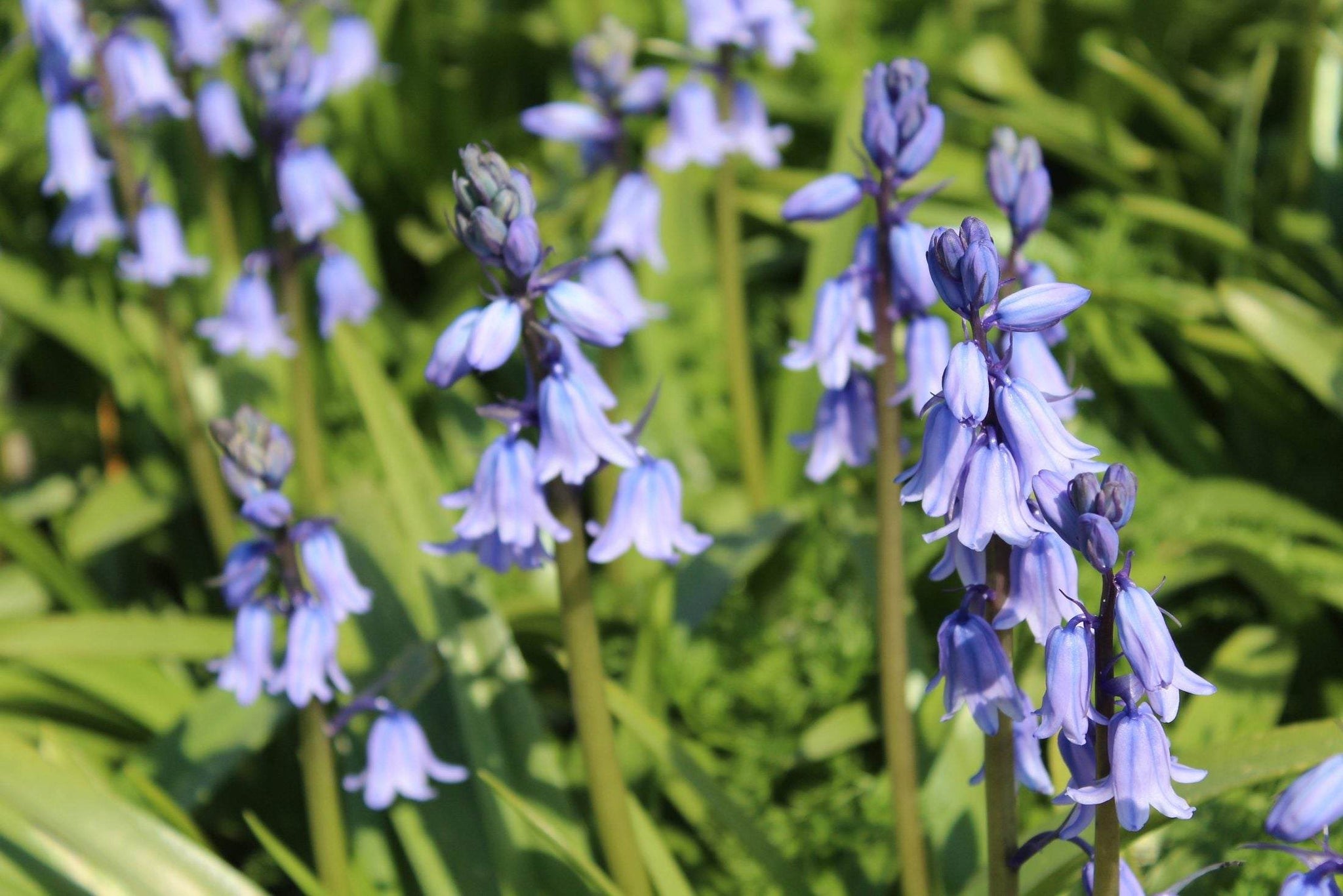 Hyacinthoides hispanica -blauw-