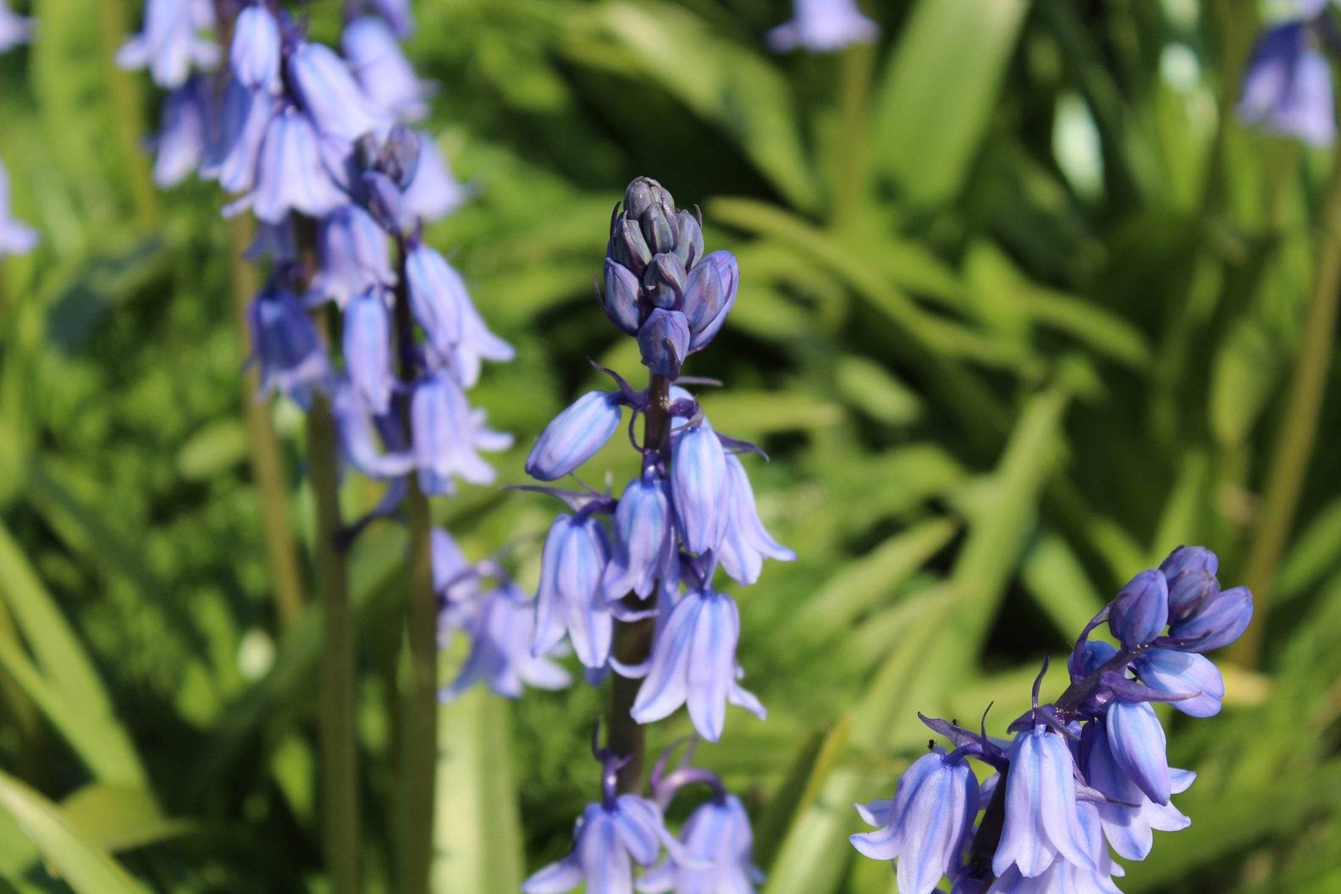 Hyacinthoides hispanica -blauw-