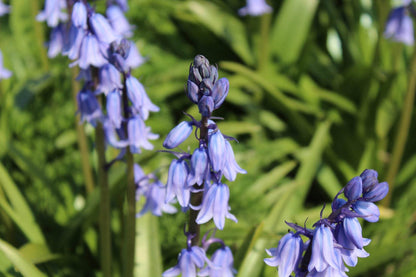 Hyacinthoides hispanica -blauw-