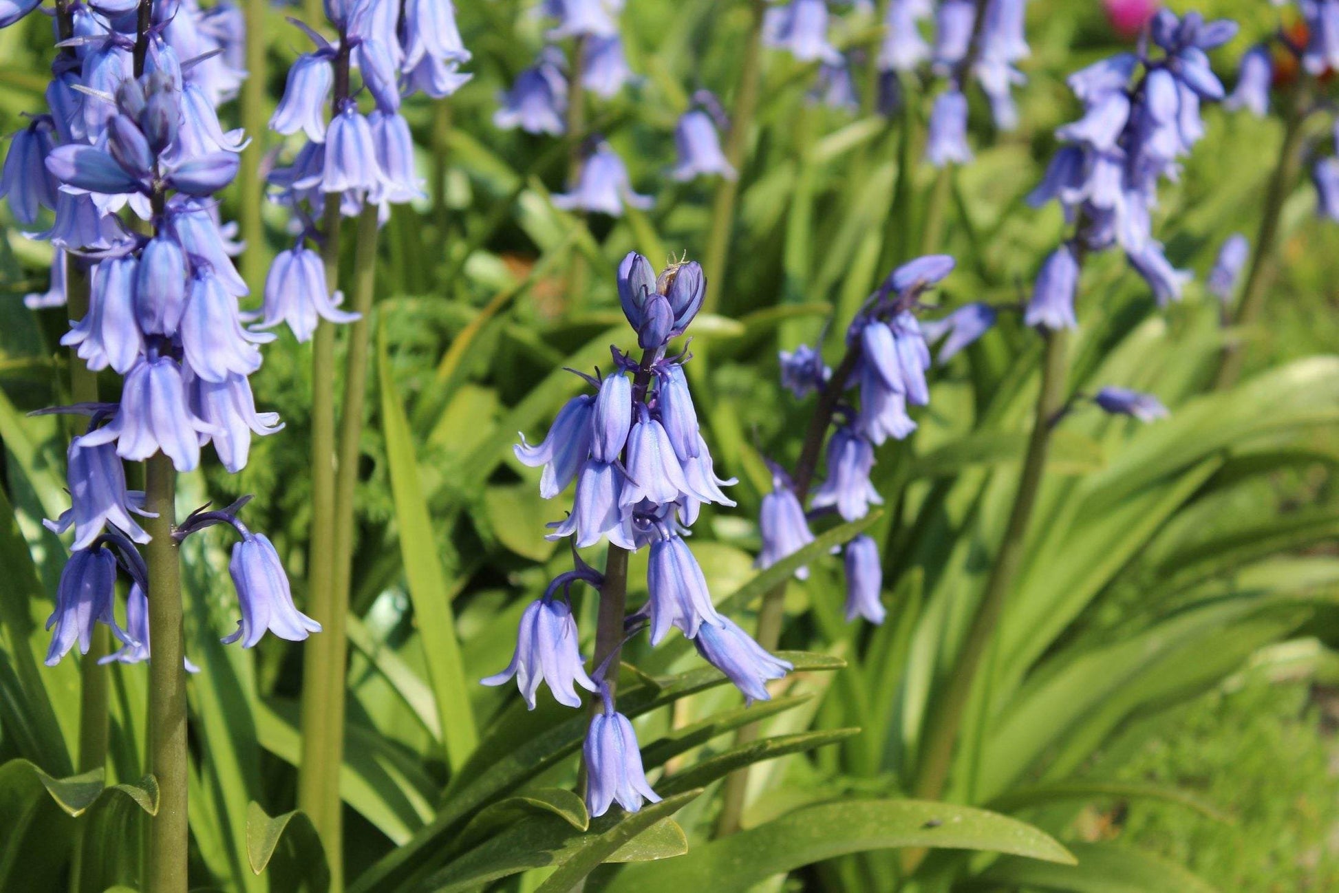 Hyacinthoides hispanica -blauw-