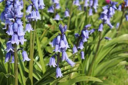 Hyacinthoides hispanica -blauw-
