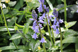Hyacinthoides hispanica 'Bakkum's Blue'