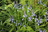 Hyacinthoides hispanica 'Bakkum's Blue'