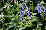 Hyacinthoides hispanica 'Bakkum's Blue'