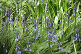 Hyacinthoides hispanica 'Bakkum's Blue'