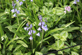 Hyacinthoides hispanica 'Bakkum's Blue'