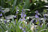 Hyacinthoides hispanica 'Excelsior'