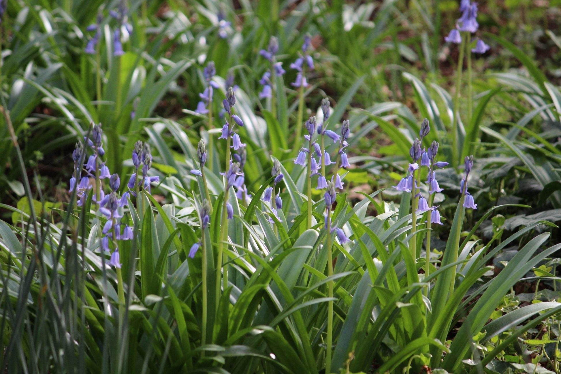 Hyacinthoides hispanica 'Excelsior'