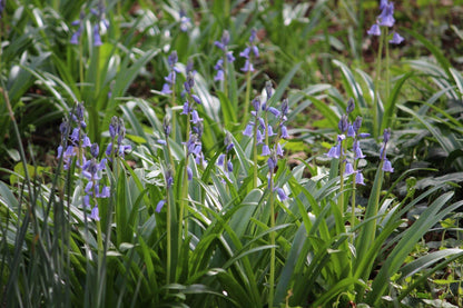 Hyacinthoides hispanica 'Excelsior'
