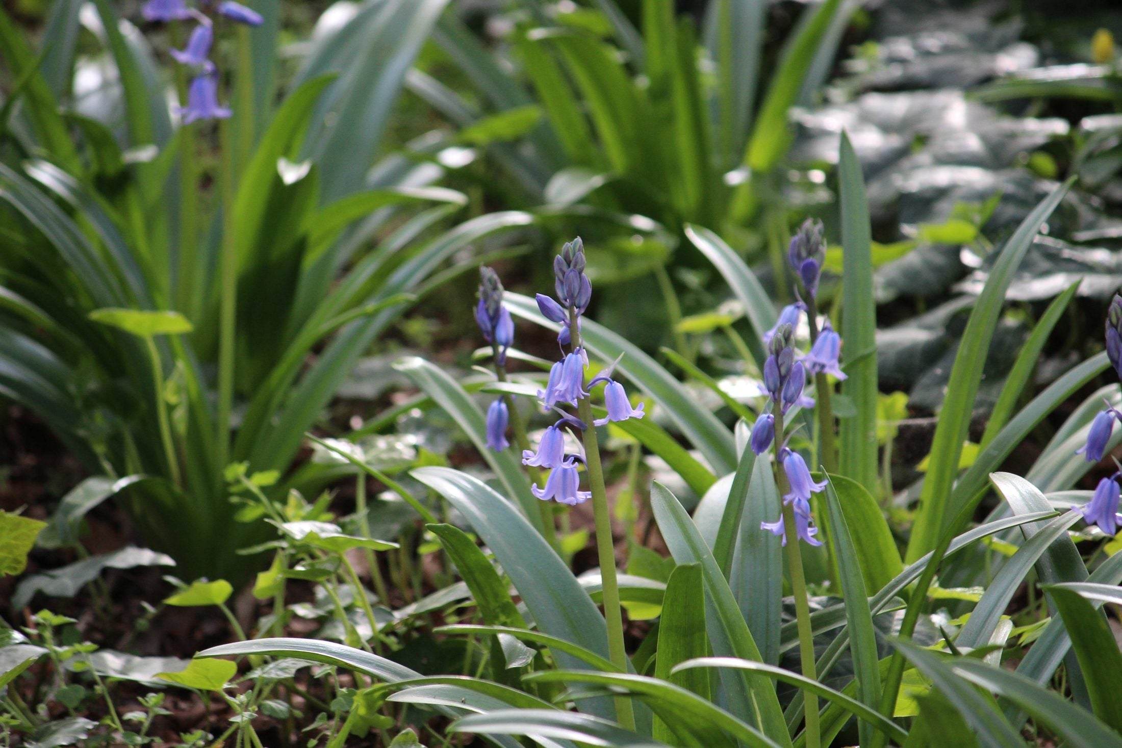 Hyacinthoides hispanica 'Excelsior'