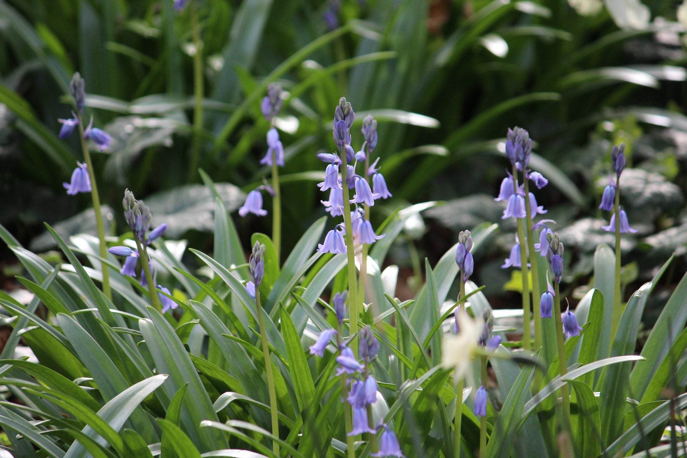 Hyacinthoides hispanica 'Excelsior'