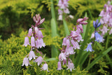 Hyacinthoides hispanica roze