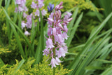 Hyacinthoides hispanica roze