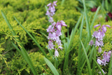 Hyacinthoides hispanica roze