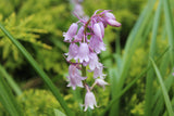 Hyacinthoides hispanica roze