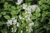 Hyacinthoides non-scripta 'Alba'