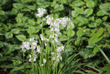 Hyacinthoides non-scripta 'Alba'