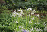 Hyacinthoides non-scripta 'Alba'