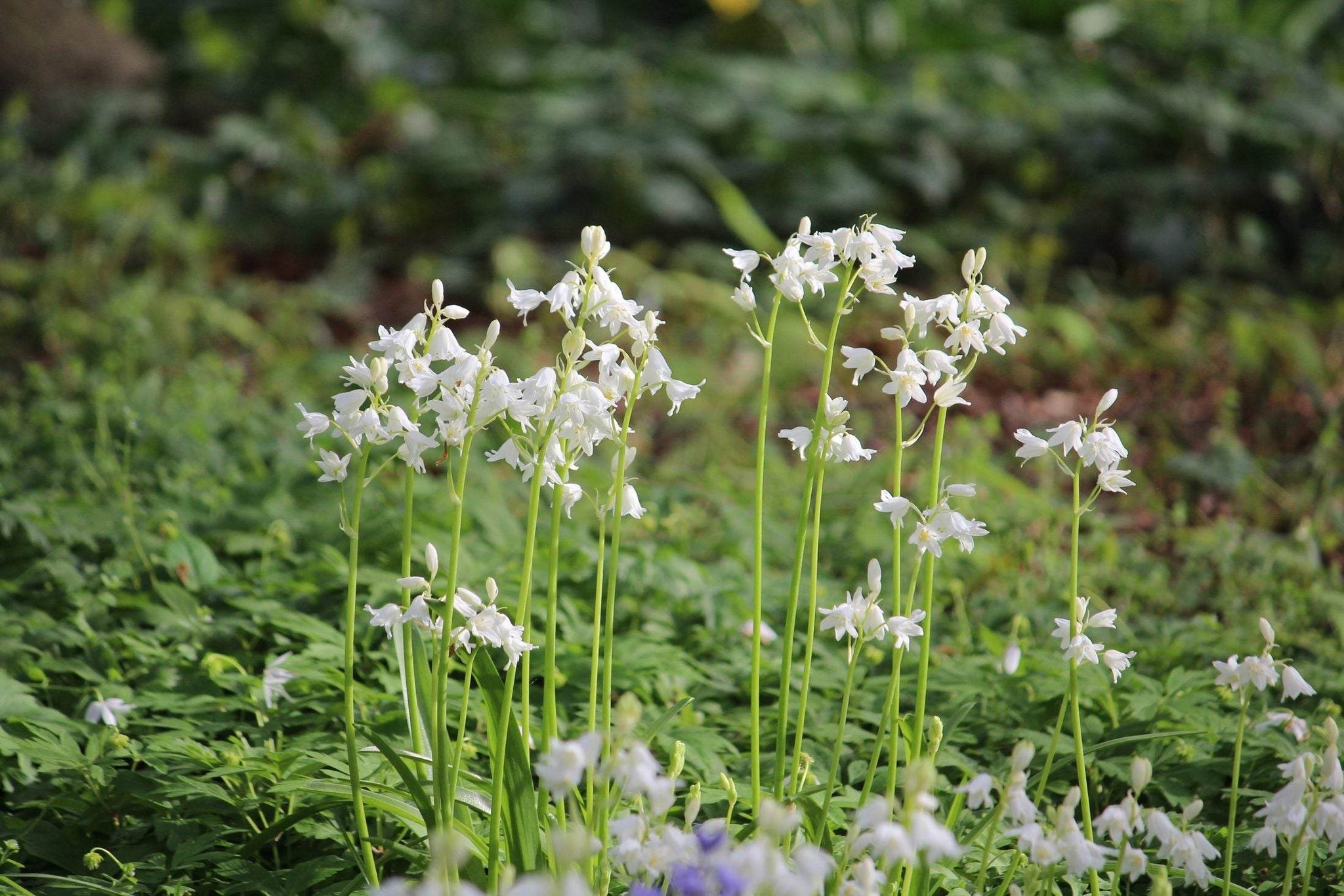 Hyacinthoides non-scripta 'Alba'