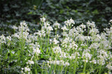 Hyacinthoides non-scripta 'Alba'