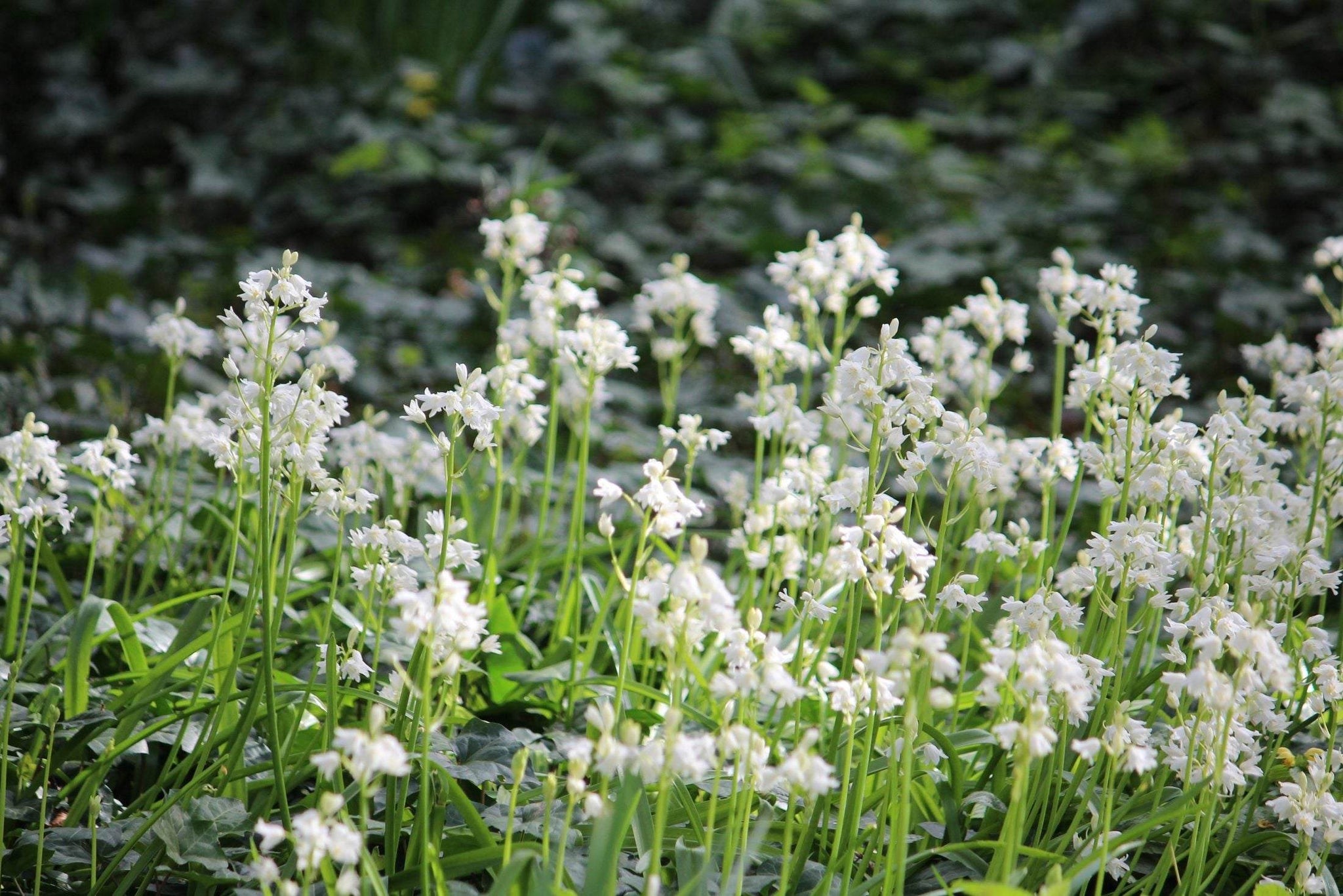 Hyacinthoides non-scripta 'Alba'